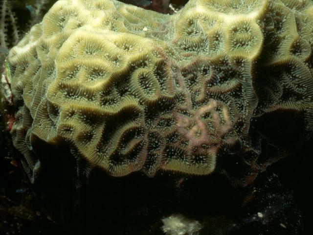 koralle1.JPG (55675 Byte)